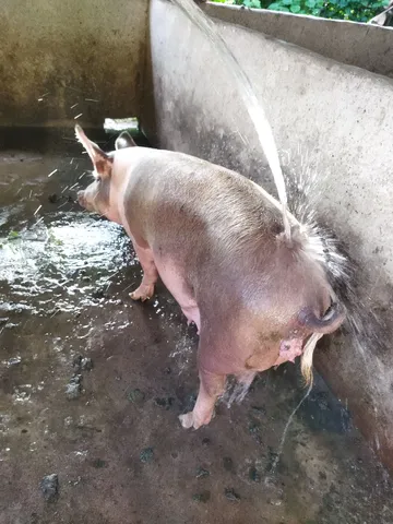 Porca pra vender 