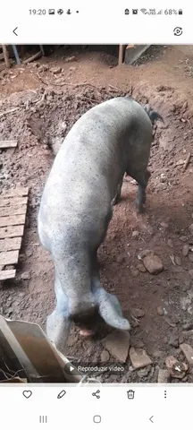 Porco do nilo