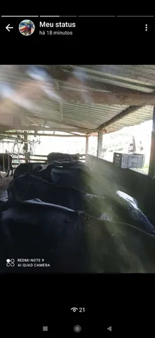 Vacas