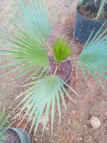 Palmeira washingtonia