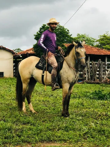 Vendo cavalo barato 