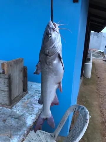 Peixe-Bagre