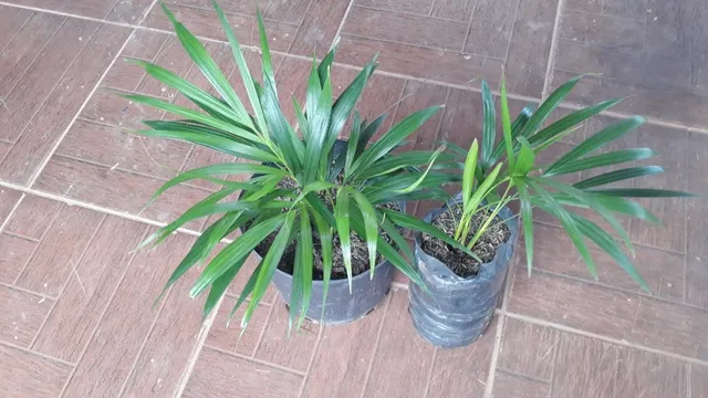 Mudas de palmeira 