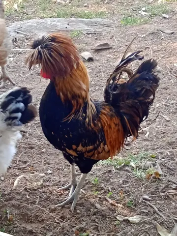 Galo polonês dourado