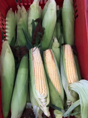 Milho Verde