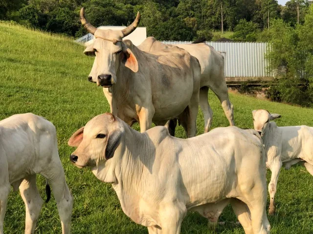 Vaca Brahman com terneiro