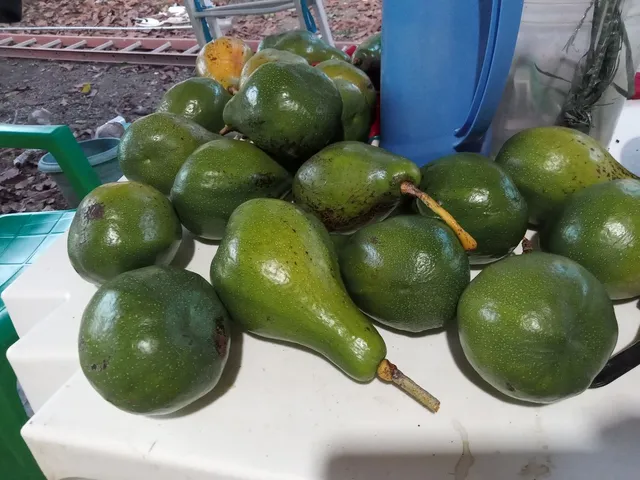 Abacate de quintal 
