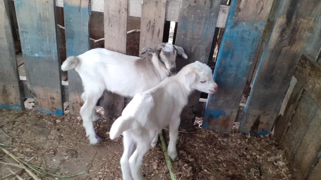 Cabrito