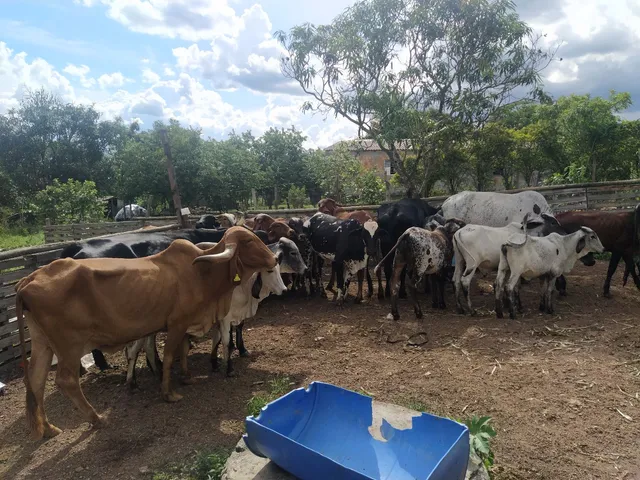 Vendo gado 