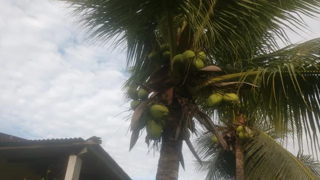 Coco verde