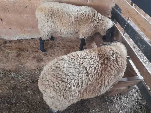 Ovelhas