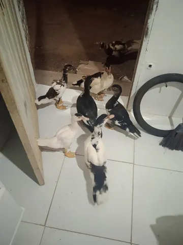 Pato