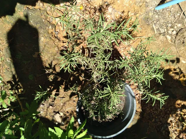 Olá vendo pé de Alecrim e Manjericão,Hortelã, Mastruz, pimenta malagueta.