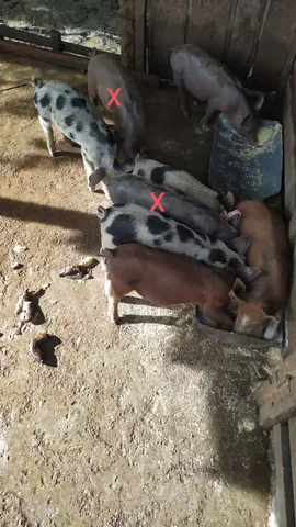 6 leitões a venda 60 dias