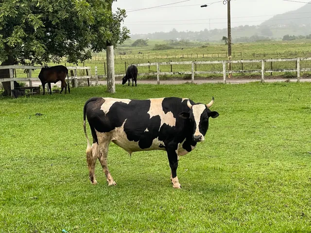 Garrote Jersey