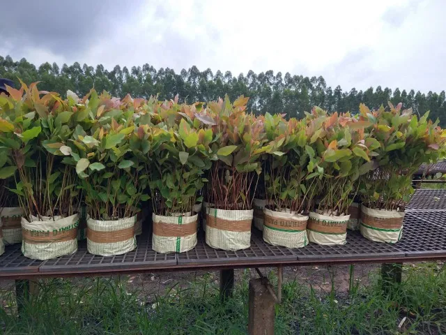 Eucaliptos 