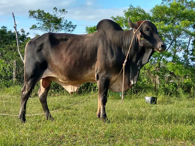 Vendo Touro Gir 