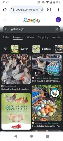 Vendo 7 frangas poedeiras GLC bota ovos caipira 50 reais cada