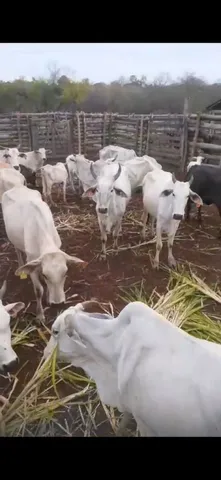 Vacas receptoras