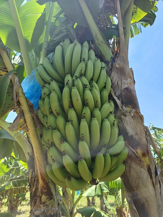 Vendo banana no caicho ou na caixa 
