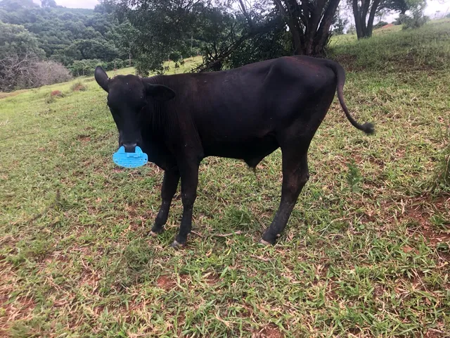 Bezerro 