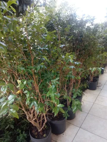 Plantas arvores frutiferas - frutas exoticas