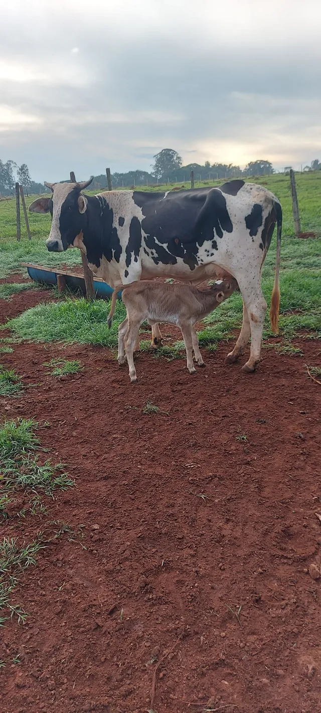 Vaca leitera