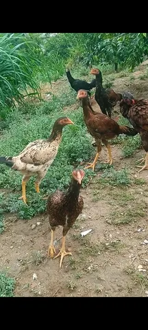 Agro e indústria 