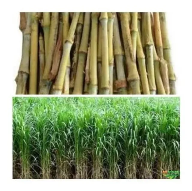 Gemas mudas capiaçu - capim açu 