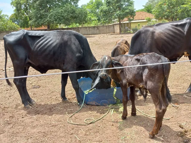 2 vaca 2 bezerro 1 macho capado de 15 meses 