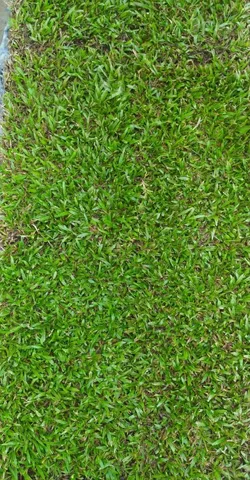 Tenha um gramado sempre verde com a grama do horto ômega 3!