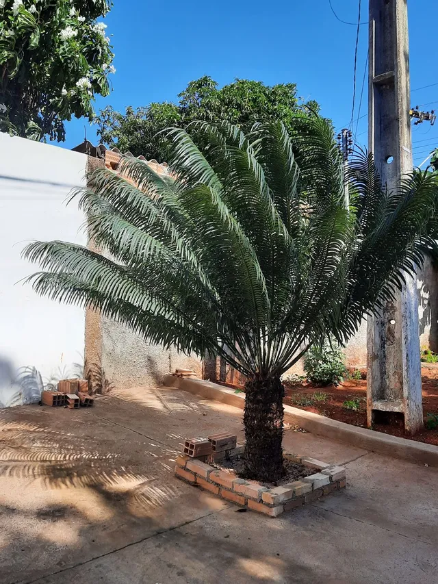 Mudas de Cycas circinalis 