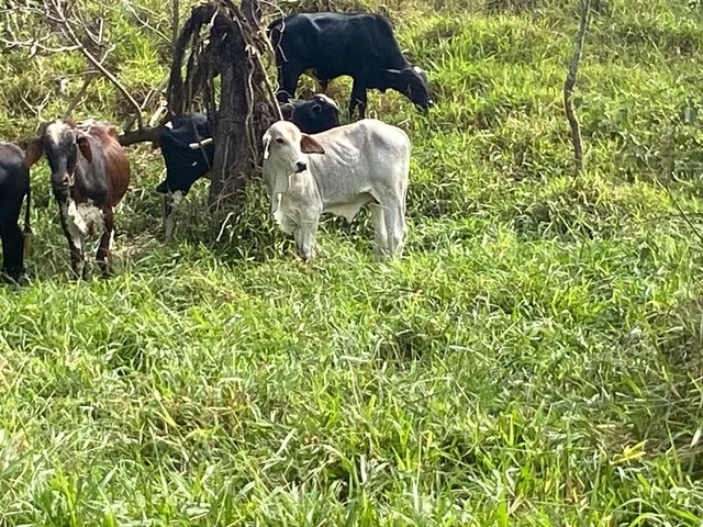 Vende se bezerros tabapuã