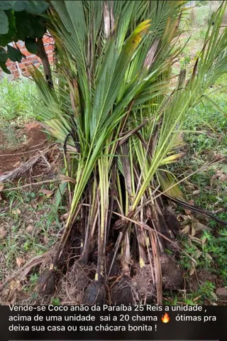 Vende-se coco da Paraíba planta 