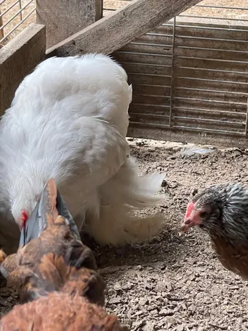 Mini Cochim