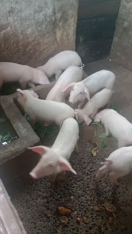 Filhos de porcos 