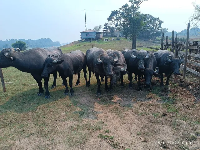 Vendo vaca búfala todas mojadas gado leiteira *29