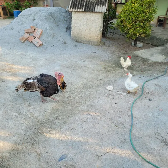 Ovos de Perua, Marreca e Pata