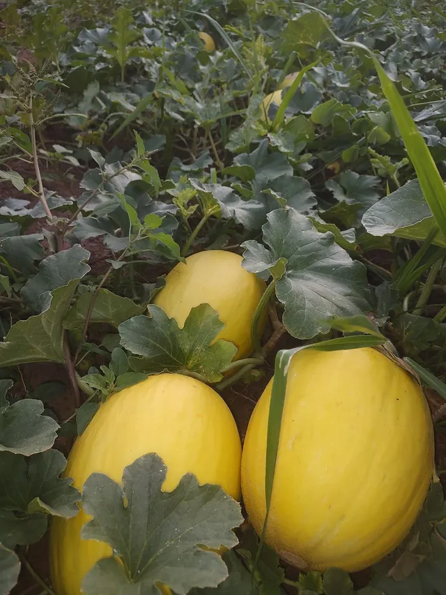 melao amarelo pra venda 