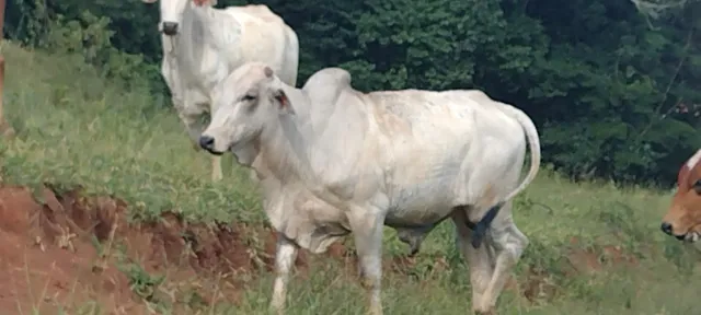 Gado de corte macho nerrole e Anelorado *