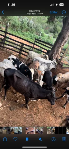 Bovinos