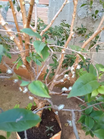 Jabuticaba hibrida 