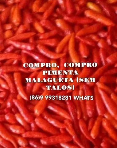 PIMENTA MALAGUETAS MADURAS 