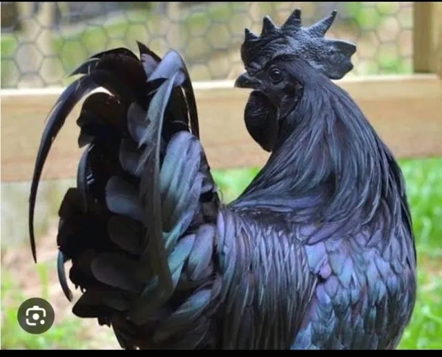Pintinhos de ayam cemani 