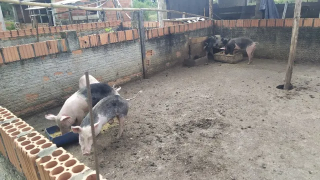 Leitões e leitoas