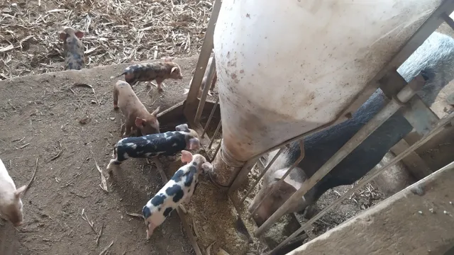 Porca com leitões