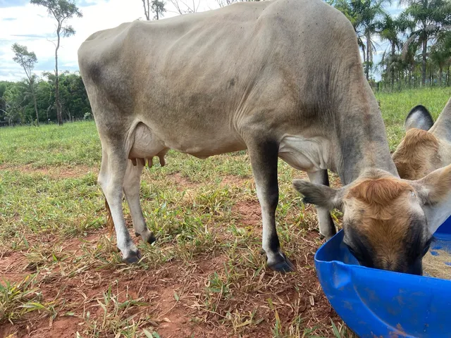 Vaca Jersey 