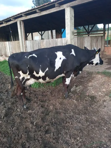 Vaca 