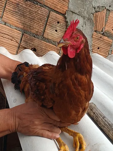Galo da raça Embrapa 51