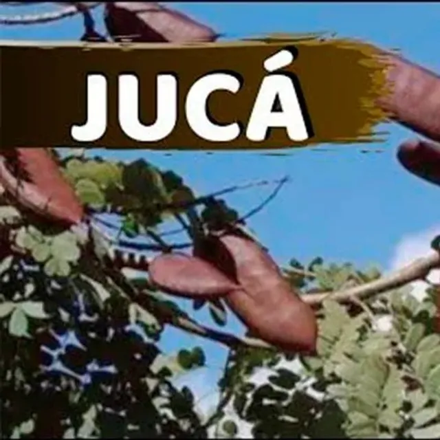 Semente de Jucá Pau de Ferro em Pó - 500g